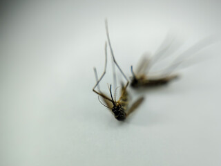 two mosquitoes, dead on a white background
