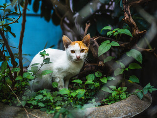 Lovely stray cats lounging on the street and waiting for someone to feed them in an old village. Little Street Cat, posing for photography.