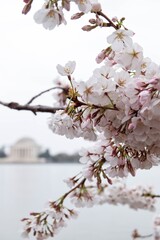 Fototapeta premium Cherry Blossoms blooming in Washington DC