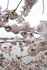 Cherry Blossoms blooming in Washington DC