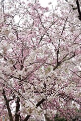 Cherry Blossoms blooming in Washington DC