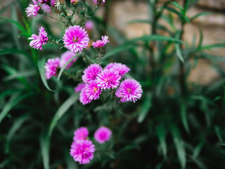 A bunch of purple daisies flowers. Lush garden with an abundance of beautiful purple daisies. Beautiful floral background