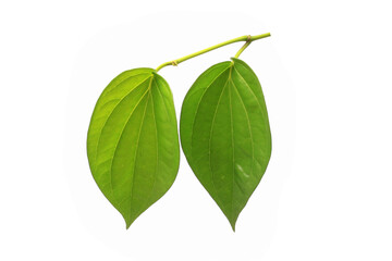 piper betle, also known as betel or sireh, is a climbing vine with heart-shaped leaves. it is a...