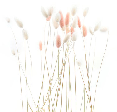 White and pink fluffy bunny tails grass isolated on white background. Dried Lagurus flowers grasses.