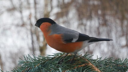  A male bullfinch on a blue spruce branch.
