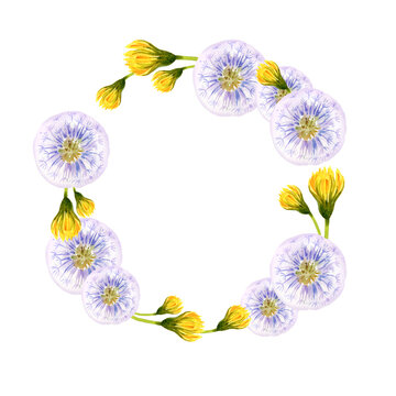 watercolor wreath with summer lilac blow ball and yellow dandelion, hand draw summer field flowers, buds and herbs, sketch of spring yellow flowers on white background