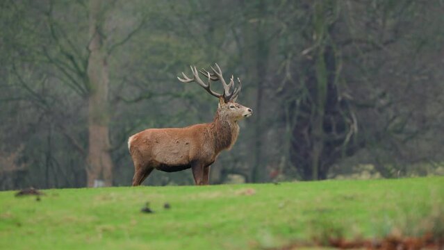 Red deer standing, woods in the background