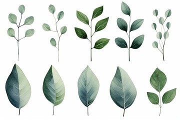 Whimsical watercolor eucalyptus clipart set for stunning floral arrangements and artistic designs