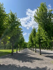 alley in the park