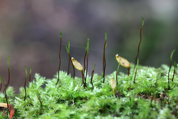 Green shield moss, Buxbaumia viridis, fertile sporophytes photographed in Finland