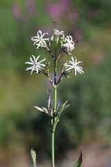 Tartarian Catchfly, Silene tatarica, known also as Tatar catchfly or Tatarian catchfly, wild flowering plant from Finland