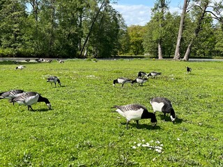 geese on the grass