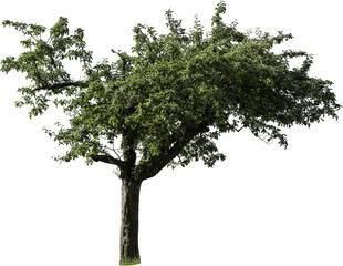 Freistehender Apfelbaum mit grünen Blättern