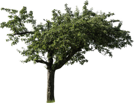 Freistehender Apfelbaum mit gr&uuml;nen Bl&auml;ttern
