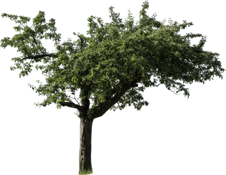 Freistehender Apfelbaum mit grünen Blättern