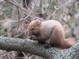 Naklejka na ściany i meble Red Squirrel (Sciurus vulgaris) in the Scottish countryside