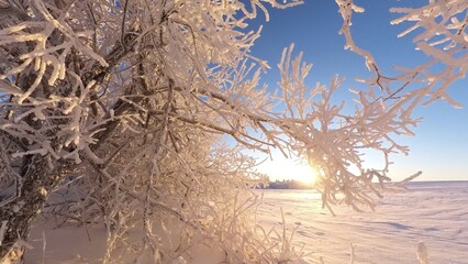 zauberhaft vereiste sonnige Winterlandschaft im Morgenlicht, Winterwunderland, Winterzauber, vereiste Bäume, Schnee, Kälte, Raureif, Natur, Idylle, Frost 
