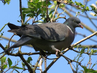 Common Woodpigeon (Columba palumbus) on a sunny day