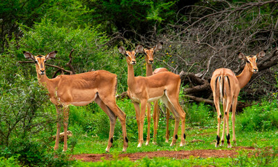 An audience of four. An alert harem of impala ewes (Aepyceros melampus), Pilanesberg Game Reserve. 