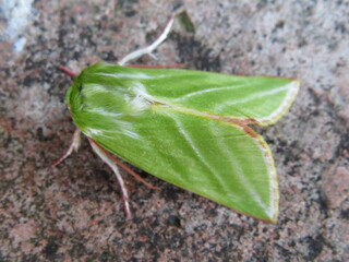 Green Silver-lines Moth (Pseudoips prasinana)