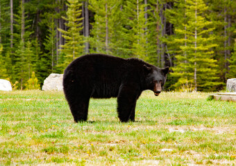 Grizzly male