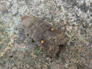 The Satellite moth (Eupsilia transversa)