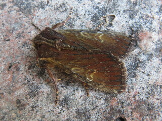 Obraz premium Clouded-bordered Brindle moth (Apamea crenata)