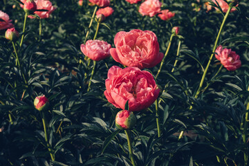 Obraz premium Beautiful Coral Charm peony flowers bloomng in the garden. Natural summer flowery background.