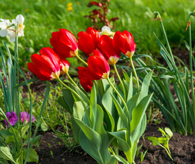 Tulips in a flowerbed are tilted by the wind