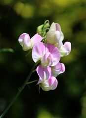 pink flowers of  sweet pea -  Lathyrus Heterophyllus in the garden close up