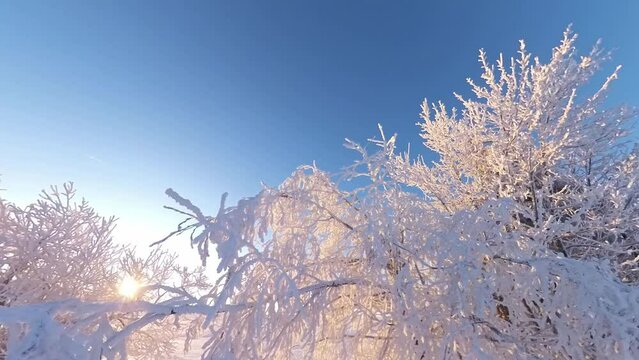 zauberhaft vereiste sonnige Winterlandschaft im Morgenlicht, Winterwunderland, Winterzauber, vereiste B&auml;ume, Schnee, K&auml;lte, Raureif, Natur, Idylle, Frost 