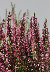 Fototapeta premium heather plant with small pink and white flowers close up