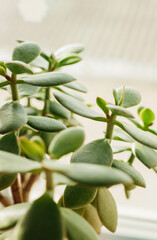 A potted plant called the fat lady. Money tree. Close-up of green leaves.Background and texture.