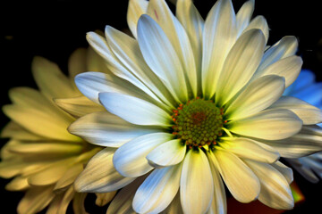 close up of a daisy