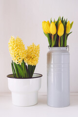 Different spring flowers in full bloom in vases and pots against white background. Yellow tulip and hyacinth blossoms.