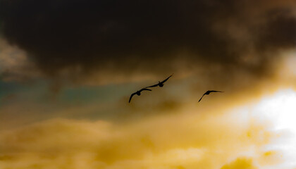 geese in flight