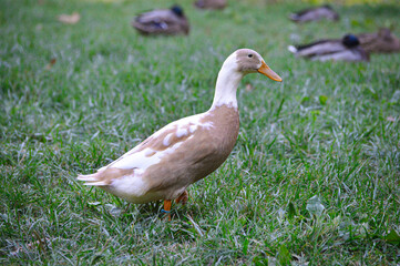 Just another duck