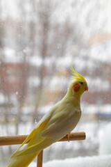 Beautiful photo of a bird. Ornithology.Funny parrot.Cockatiel parrot.
Home pet yellow bird.Beautiful feathers.Love for animals.Cute cockatiel.Home pet parrot.A bird with a crest.Natural color.
memes.