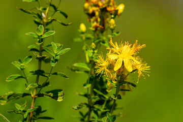Wild flowers on a meadow