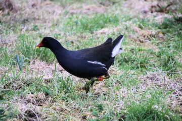 A close up of a Moorhen