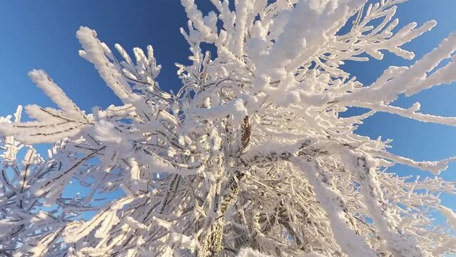 zauberhaft vereiste sonnige Winterlandschaft im Morgenlicht, Winterwunderland, Winterzauber, vereiste B&auml;ume, Schnee, K&auml;lte, Raureif, Natur, Idylle, Frost 
