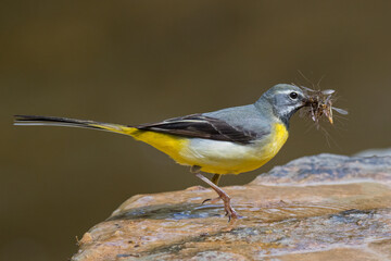 Grey Wagtail (Motacilla cinerea) taking away insects.