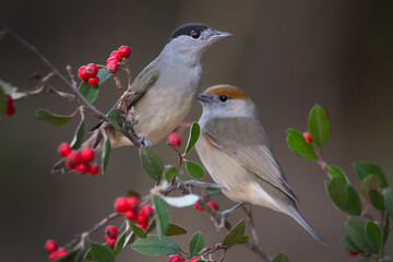 Male and female of eurasian blackcap (Sylvia atricapilla)