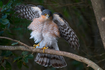 Male eurasian sparrowhawk (Accipiter nisus)