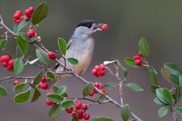 Male Eurasian Blackcap eating a fruit.