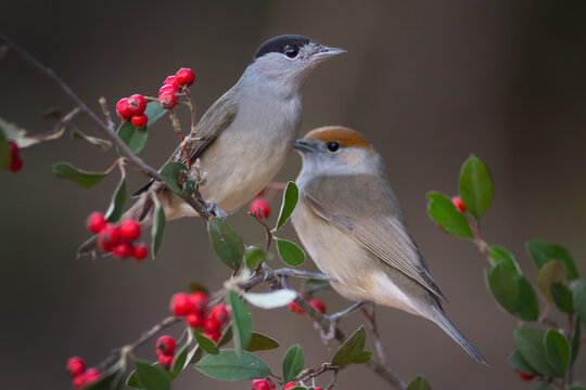 Male and female of eurasian blackcap (Sylvia atricapilla)