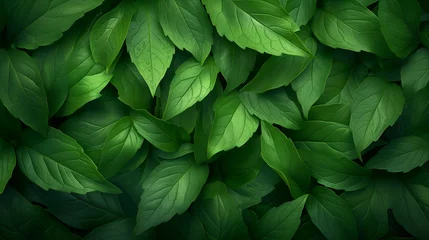 Poster abstract leaves green nature background © Hamsyfr