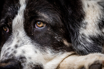 A Bukowina Shepherd puppy dog