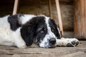 A Bukowina Shepherd puppy dog