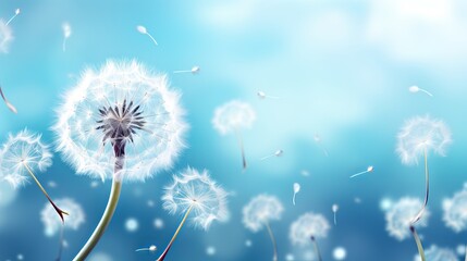 Beautiful spring background with delicate white dandelions in full bloom on a sunny day